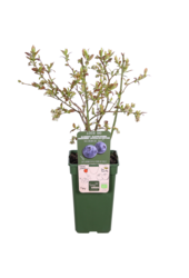 Myrtille BIO Vaccinium Reka