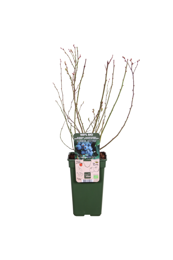 BIO Myrtille Vaccinium Brigitta Blue