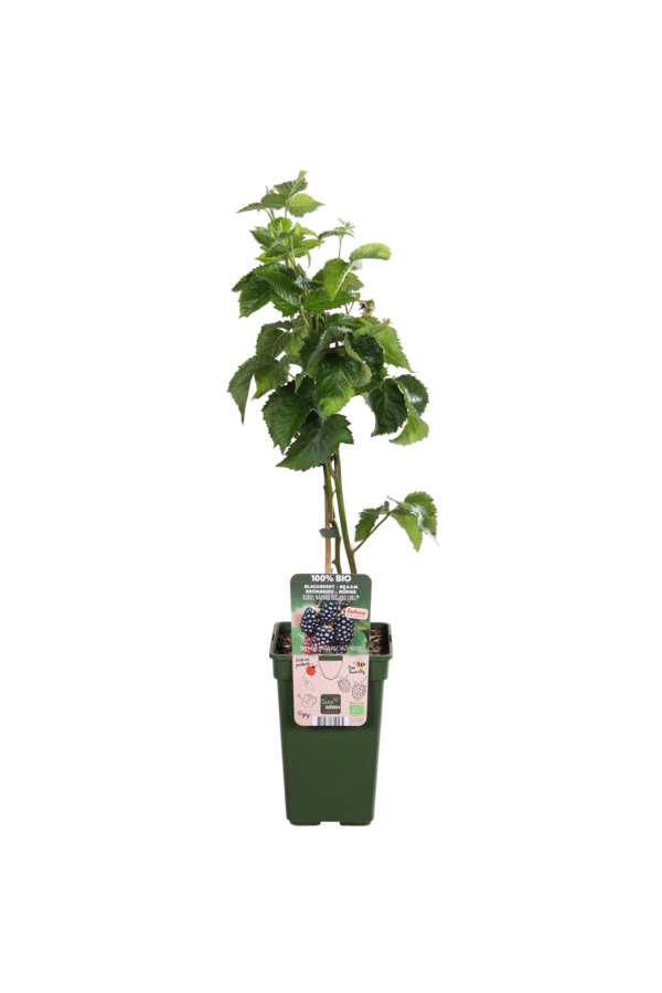 Mûre BIO Rubus Bigandearly