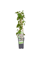 Bruidssluier Fallopia Baldschuanica