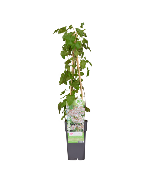 Plante grimpante