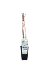 Bruidssluier Fallopia Baldschuanica