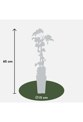 Bruidssluier Fallopia Baldschuanica