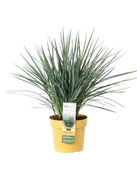 Graminée ornementale