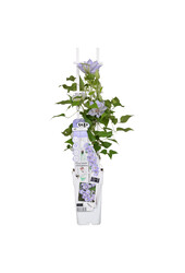 Clématite à floraison continue Tranquilite