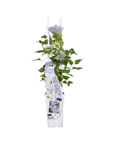 Clématite à floraison continue