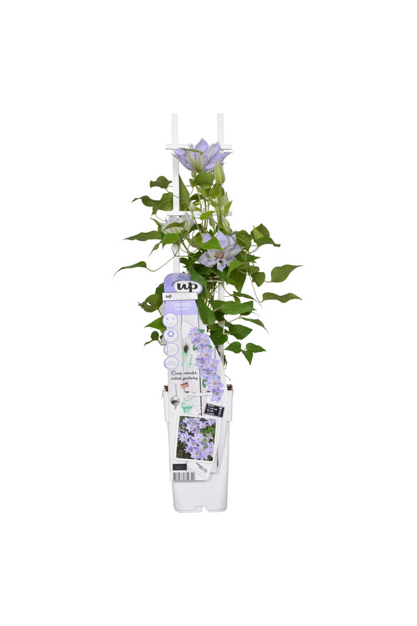 Clématite à floraison continue Tranquilite