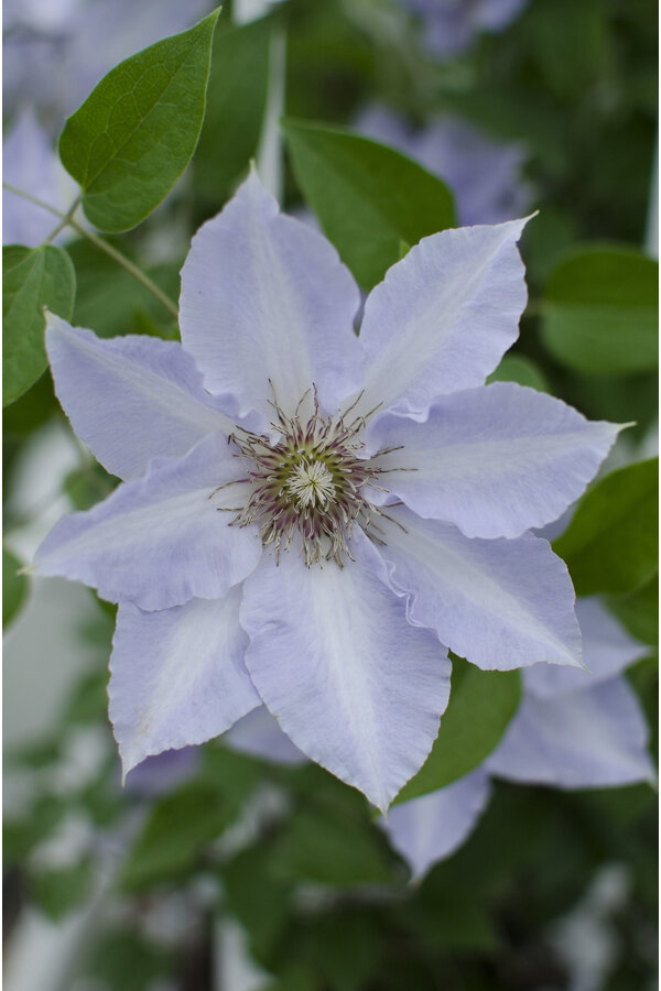 Clématite à floraison continue Tranquilite