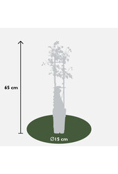 Clématite à floraison continue Tranquilite