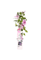 Clématite à floraison continue Yuan™