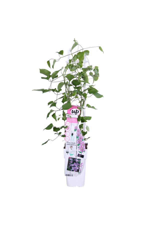 Clématite à floraison continue Yuan™