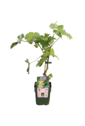 Raisin Johanniter