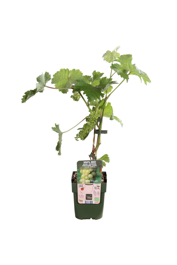 Raisin Johanniter