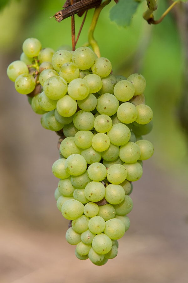 Raisin Johanniter