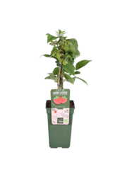 BIO Framboise Malling Promise