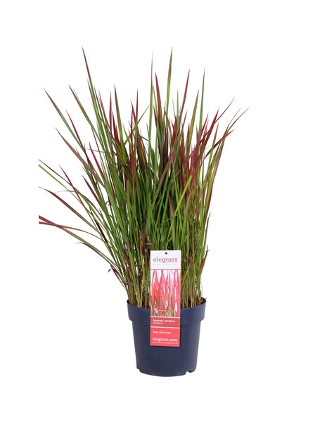 Herbe sanglante japonaise