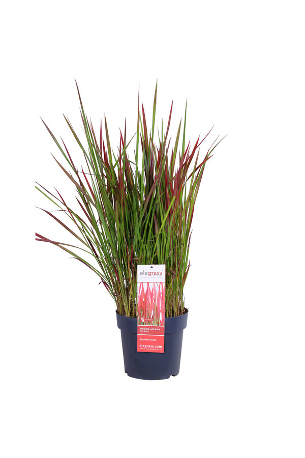 Herbe sanglante japonaise Red Baron