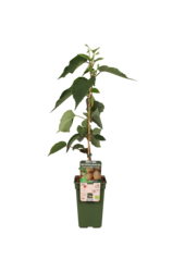 BIO Kiwi Actinidia  Jenny