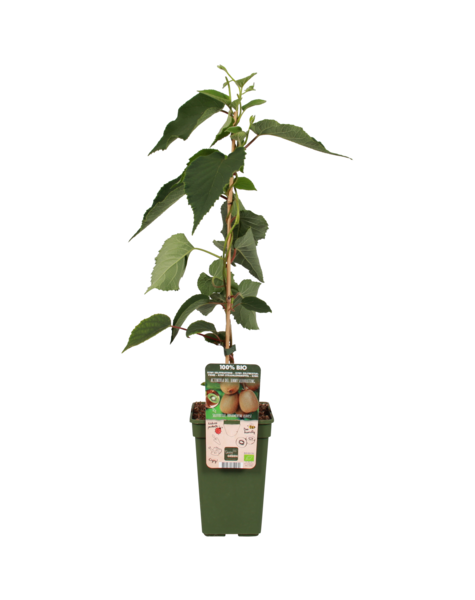 Plante de kiwi
