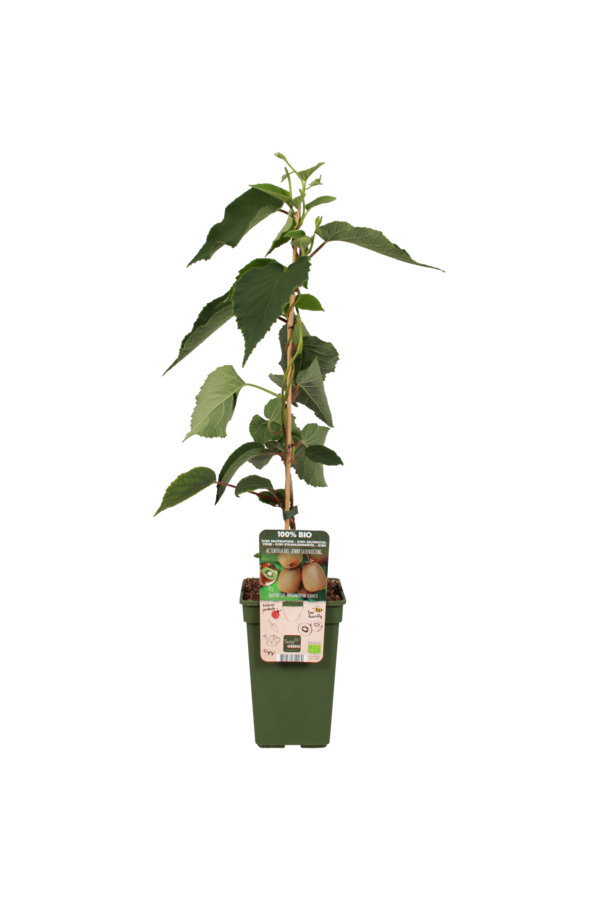 BIO Kiwi Actinidia  Jenny