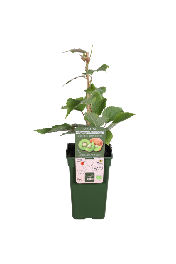 BIO Kiwi Actinidia  Jenny