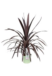 Cordyline Koolpalm Superstar