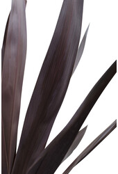 Cordyline Palmier chou Superstar