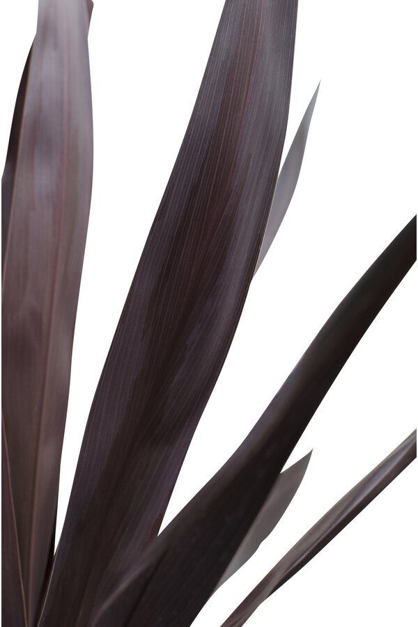 Cordyline Palmier chou Superstar