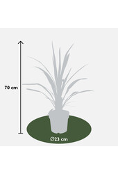 Cordyline Koolpalm Superstar