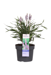 Liriope Liriope muscari Ingwersen