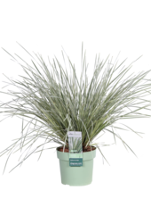 Lomandra White Sands