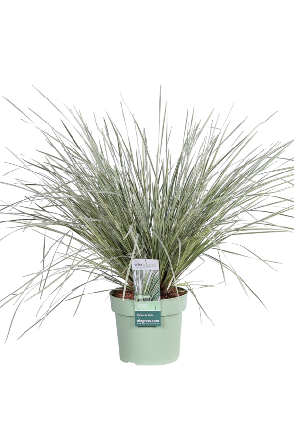 Lomandra White Sands