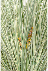 Lomandra White Sands