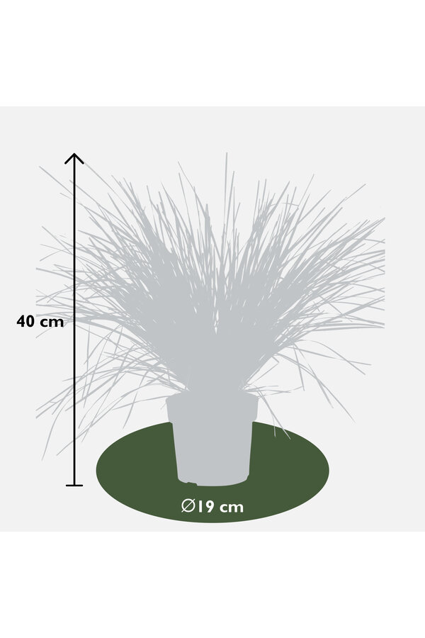 Lomandra White Sands