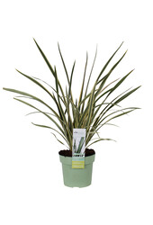 Lin de Nouvelle-Zélande Wings Of Gold