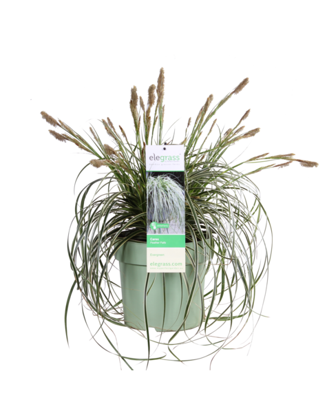 Graminée ornementale