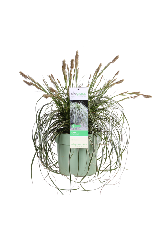 Graminée ornementale Carex Feather Falls