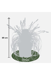 Graminée ornementale Carex Feather Falls