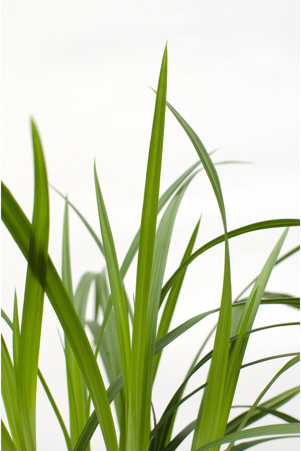 Zegge Irish Green