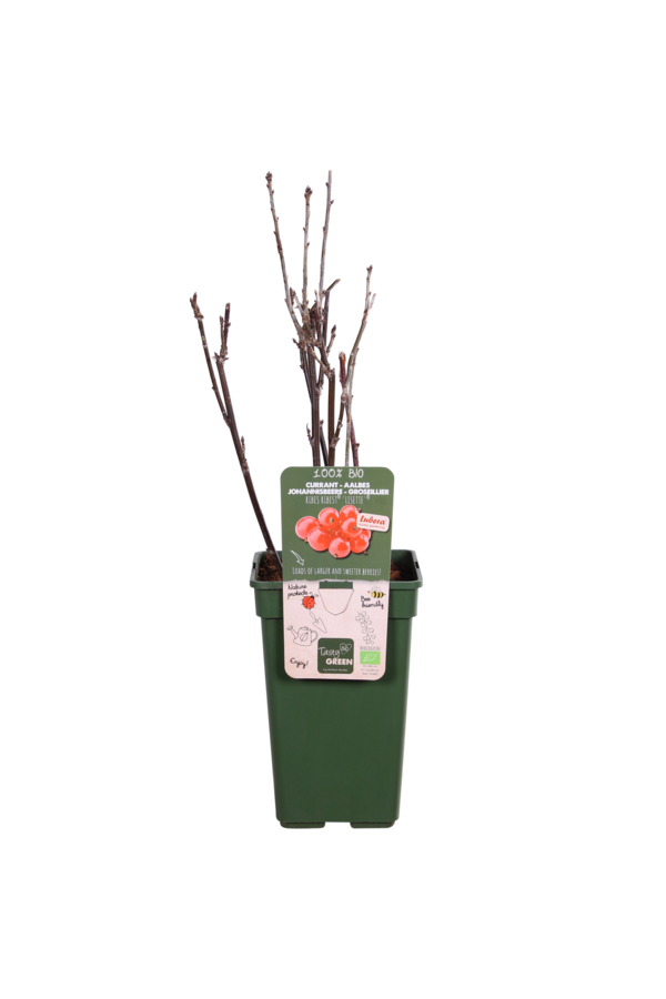 Groseille Ribest Lisette