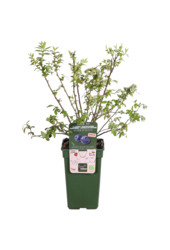 Myrtille Blue Dessert