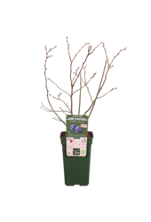 Myrtille Blue Dessert