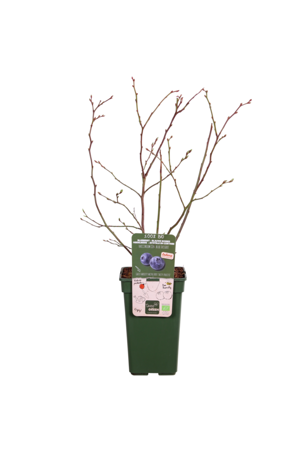 Myrtille Blue Dessert