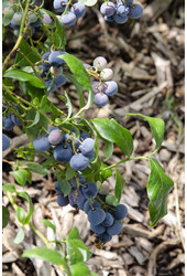 Myrtille Blue Dessert