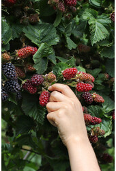 Mûre sans épines Evergreen