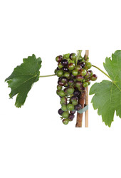 Raisin Muscat Bleu