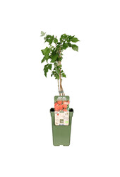 Framboos Summer Chef