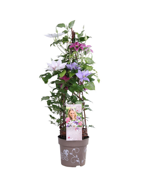 Clématite à grandes fleurs