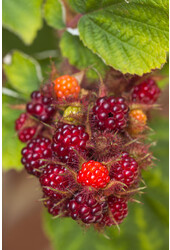 Ronce du Japon Phoenicolasius