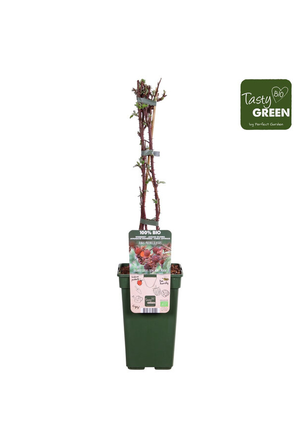 Ronce du Japon Phoenicolasius